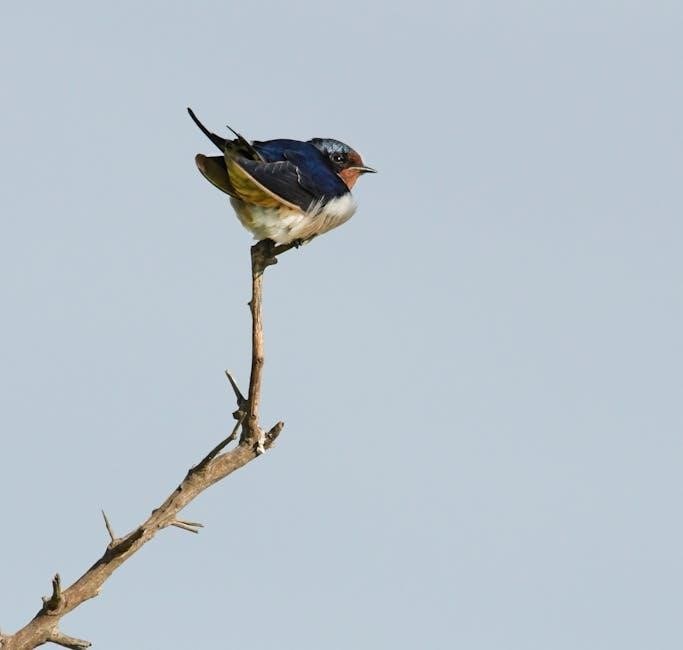 kaufman bird guide