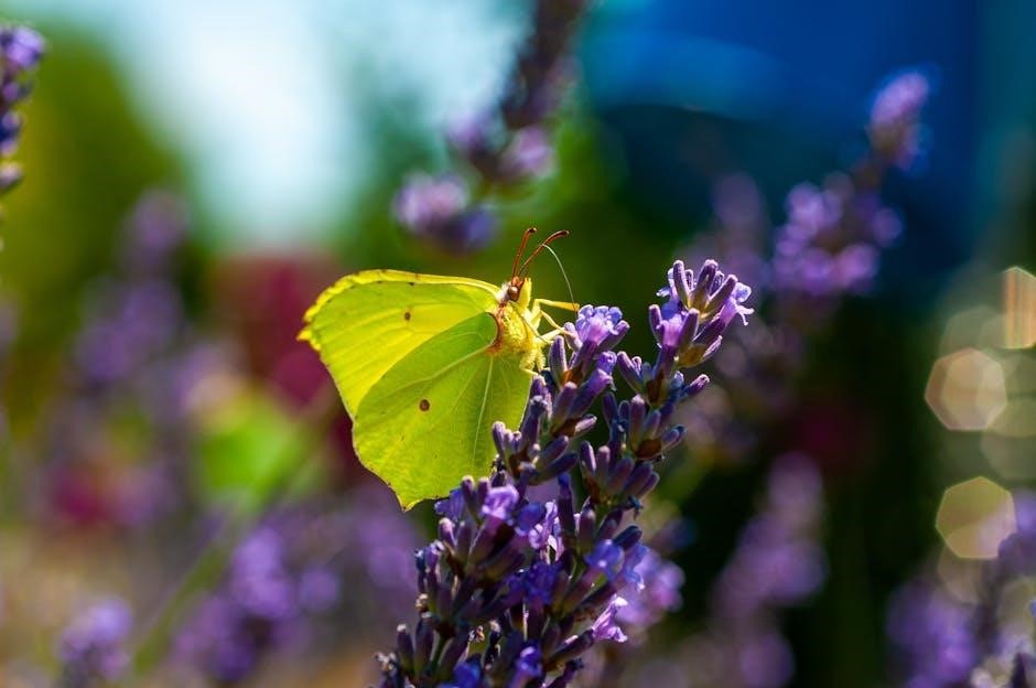 butterfly garden instructions