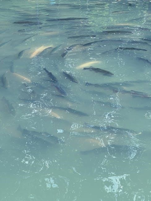 mountain fork outfitters trout fishing guide