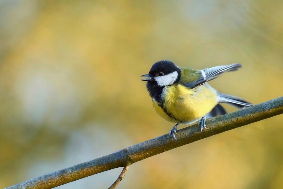 the backyard birdsong guide